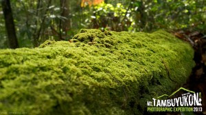 Mount Tambuyukon Expedition  